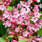 Bahçevilya[Vangelya] Gelin tacı çiçeği fidanı 2 yaşında tüplüdür